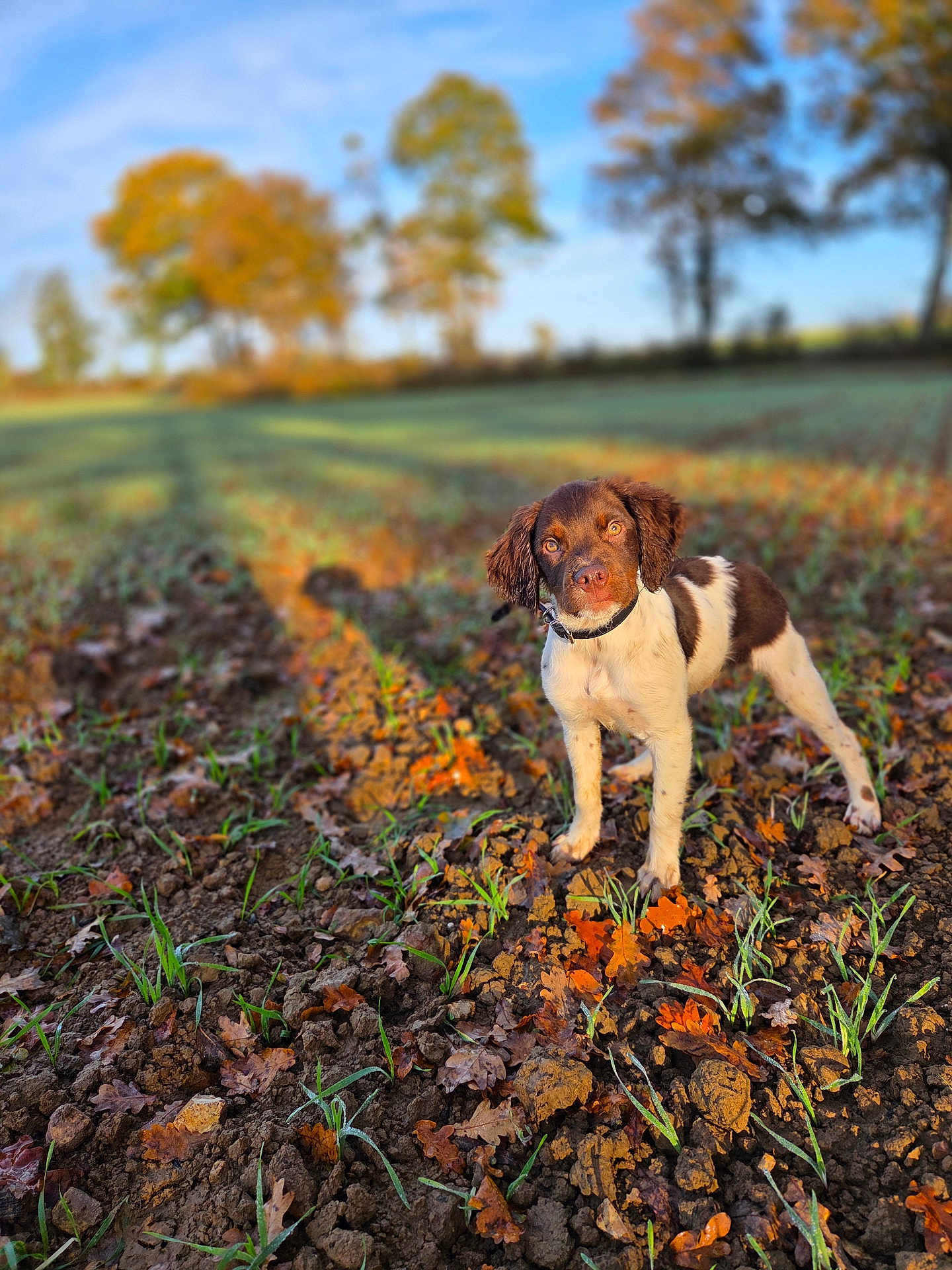 Alpha participe au concours pour gagner de l'argent avec cette photo : dog, puppy, field, autumn, leaves, soil, outdoor, nature, sunlight, trees, grass, brown, white, collar, pet, animal, cute, standing, sky, daytime