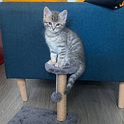 Balthazar a rejoint le concours — aidez-le/la à gagner de superbes lots ! animal, blue_couch, cat, couch, cute, domestic_cat, floor, fur, furniture, indoor, kitten, pet, playful, scratching_post, sitting, small, tabby, wooden_floor, yellow_cushion, young
