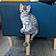 Balthazar