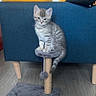 animal, blue_couch, cat, couch, cute, domestic_cat, floor, fur, furniture, indoor, kitten, pet, playful, scratching_post, sitting, small, tabby, wooden_floor, yellow_cushion, young