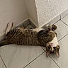 cat, tabby_cat, tile_floor, corner, white_wall, curious, pet, indoor, lying_down, playful, fur, whiskers, paws, relaxed, eyes, head, looking_up, domestic_animal, animal, mammal