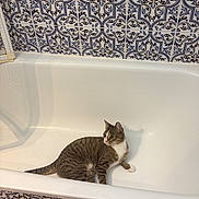 Azuki participe au concours pour gagner de l'argent avec cette photo : cat, tabby_cat, bathtub, bathroom, tiles, patterned_tiles, white_surface, curious, pet, indoor, floor, ceramic_tiles, resting, animal, feline, striped, domestic_cat, quiet, clean, room