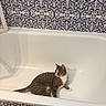 cat, tabby_cat, bathtub, bathroom, tiles, patterned_tiles, white_surface, curious, pet, indoor, floor, ceramic_tiles, resting, animal, feline, striped, domestic_cat, quiet, clean, room