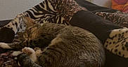 Azuki a rejoint le concours — aidez-le/la à gagner de superbes lots ! cat, tabby, sleeping, blanket, patterned_blanket, cozy, indoor, fur, pet, animal, resting, curled_up, warm_lighting, comfort, home, feline, soft_texture, relaxation, brown, striped
