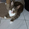 cat, tabby_cat, white_paws, scratching_post, tiled_floor, indoor, pet, animal, feline, curious, green_eyes, whiskers, ears, resting, looking_up, floor_tile, playful, domestic_cat, house_pet, relaxed