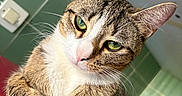Azuki a rejoint le concours — aidez-le/la à gagner de superbes lots ! animal, cat, closeup, crossed_paws, cute, domestic_cat, feline, fur, green_eyes, indoor, looking_at_camera, paws, pet, portrait, red_surface, relaxed, resting, tabby, tiled_wall, whiskers