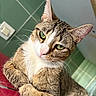 cat, tabby, green_eyes, paws, crossed_paws, fur, whiskers, indoor, tiled_wall, red_surface, pet, animal, feline, closeup, portrait, relaxed, cute, domestic_cat, looking_at_camera, resting