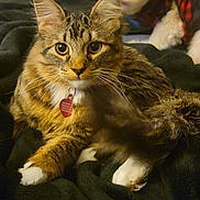Snickers is registered to the contest to win money with this photo: cat, tabby_cat, pet, animal, feline, fluffy, yellow_eyes, whiskers, paws, collar, tag, fur, domestic_cat, relaxed, indoor, blanket, cozy, closeup, portrait, cute