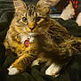 cat, tabby_cat, pet, animal, feline, fluffy, yellow_eyes, whiskers, paws, collar, tag, fur, domestic_cat, relaxed, indoor, blanket, cozy, closeup, portrait, cute