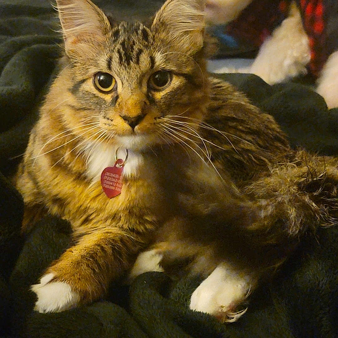 Snickers