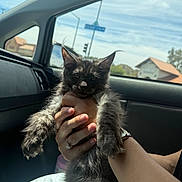 Smokey is registered to the contest to win money with this photo: animal, car_interior, cat, dashboard, daylight, ears, fingers, furry, hand, indoor, kitten, pet, portrait, relaxed, ring, seat, sky, sunlight, watch, window