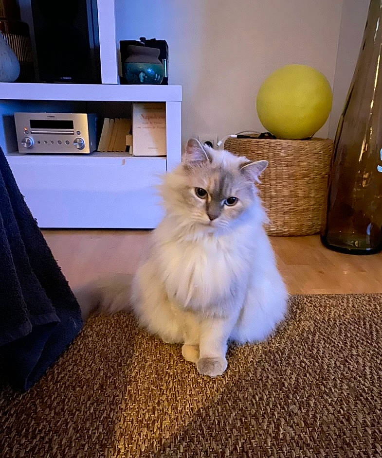 Lily participe au concours pour gagner de l'argent avec cette photo : british_longhair, cabinetry, carnivore, cat, comfort, companion_dog, door, felidae, floor, flooring, fur, grey, hardwood, ragdoll, room, shelf, small_to_medium_sized_cats, tail, whiskers, wood