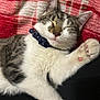cat, sleeping, paw, collar, feline, cute, cozy, blanket, tabby, white_fur, pink_paw_pads, relaxed, indoor, pet, animal, fur, whiskers, cute_pet, resting, closeup