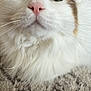 cat, feline, pet, close_up, portrait, whiskers, pink_nose, green_eyes, fluffy, long_hair, white_fur, indoor, rug, cozy, ear, face, majestic, closeup_portrait, domestic_pet, curious