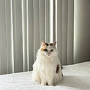 Sly is registered to the contest to win money with this photo: cat, feline, pet, indoor, bed, blanket, vertical_blinds, blinds, white_fur, fluffy, portrait, sitting, looking_at_camera, paws, whiskers, domestic_cat, cozy, soft_light, quilt_pattern, minimalist
