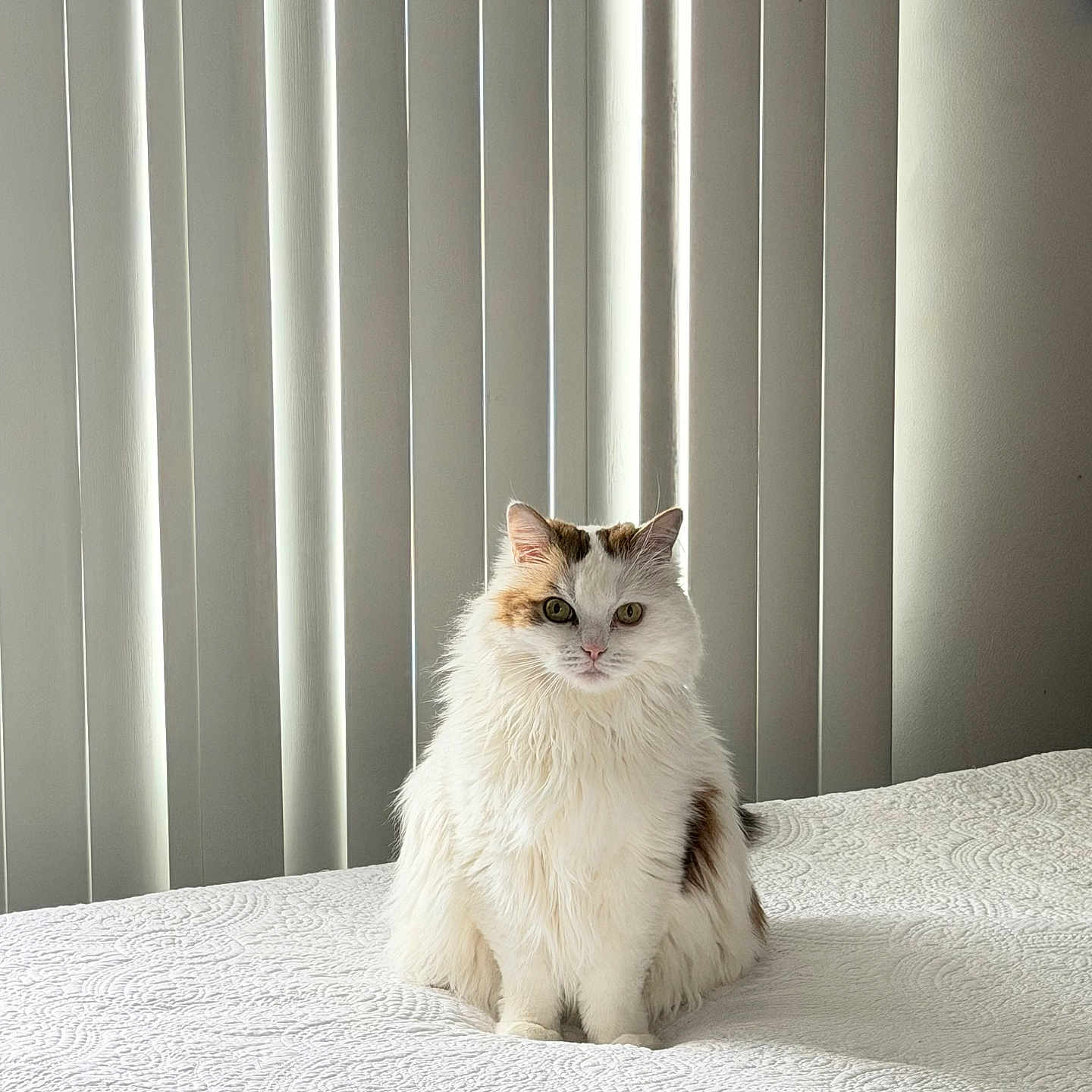 Sly is registered to the contest to win money with this photo: bed, blanket, blinds, cat, cozy, domestic_cat, feline, fluffy, indoor, looking_at_camera, minimalist, paws, pet, portrait, quilt_pattern, sitting, soft_light, vertical_blinds, whiskers, white_fur
