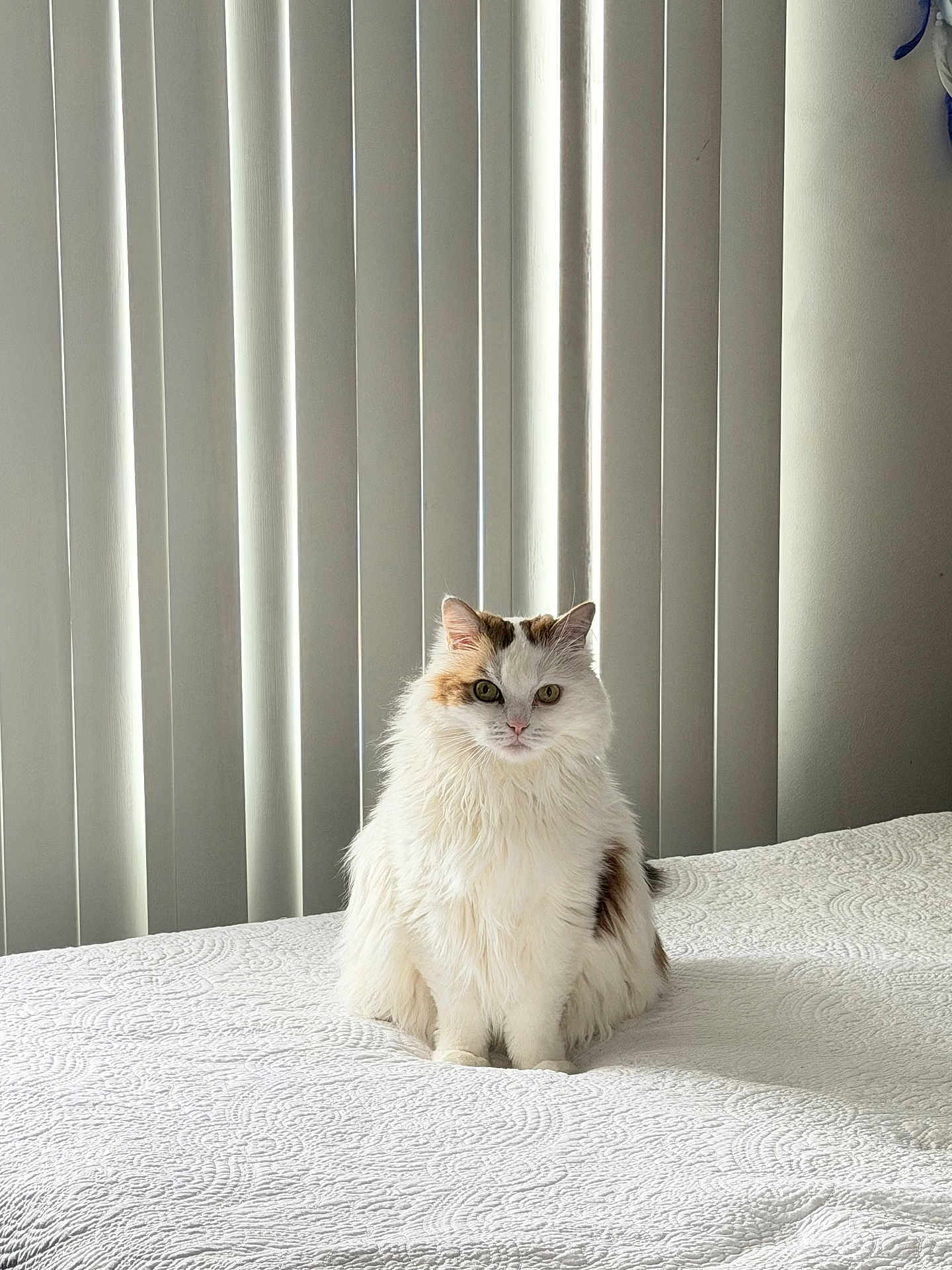 Sly is registered to the contest to win money with this photo: cat, feline, pet, indoor, bed, blanket, vertical_blinds, blinds, white_fur, fluffy, portrait, sitting, looking_at_camera, paws, whiskers, domestic_cat, cozy, soft_light, quilt_pattern, minimalist