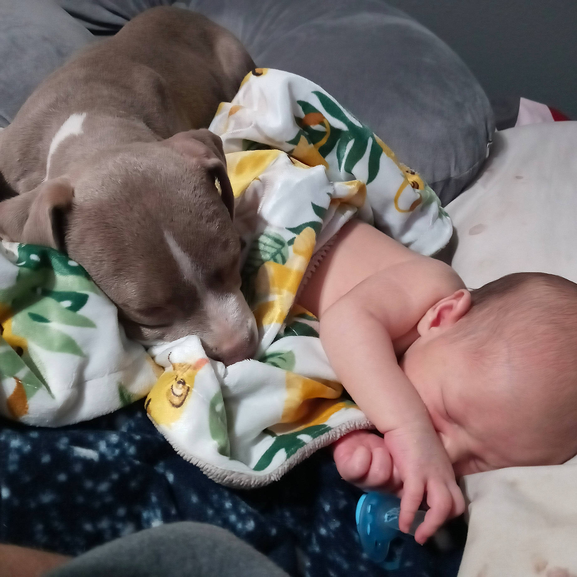 Larry joined the competition — help win amazing prizes! baby, baby_sleeping, bed, bedtime, canidae, carnivore, comfort, companion_dog, dog, dog_breed, fawn, green, linens, liver, nap, person, snout, sporting_group, toddler, toy
