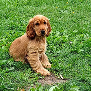 Aslow a rejoint le concours — aidez-le/la à gagner de superbes lots ! adorable, animal, canine, cute, dog, ears, fur, garden, grass, greenery, ground, leaf, nature, outdoor, peaceful, pet, puppy, sitting, small, young