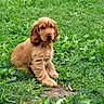 adorable, animal, canine, cute, dog, ears, fur, garden, grass, greenery, ground, leaf, nature, outdoor, peaceful, pet, puppy, sitting, small, young