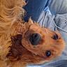 animal, brown_fur, canine, casual_clothing, companion, cozy, dog, friendly, fur, golden_retriever, home, indoor, jeans, lap, looking_at_camera, person, pet, portrait, relaxed, sweatshirt