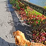Aslow participe au concours pour gagner de l'argent avec cette photo : autumn, building, clouds, dog, fall_foliage, golden_retriever, harness, hill, leash, leaves, nature, outdoor, path, pavement, river, sky, trees, walk, water, wooden_railing