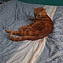 cat, orange_tabby, bed, bedding, striped, blue, white, patterned, indoor, pet, feline, resting, fur, animal, cozy, relaxed, domestic, cute, mammal, sleepy