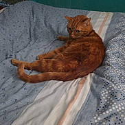Jeudi a rejoint le concours — aidez-le/la à gagner de superbes lots ! cat, orange_tabby, bed, bedding, striped, blue, white, patterned, indoor, pet, feline, resting, fur, animal, cozy, relaxed, domestic, cute, mammal, sleepy