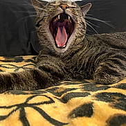Niño is registered to the contest to win money with this photo: animal, blanket, cat, closeup, cozy, cute, feline, fur, indoor, pattern, pet, relaxed, resting, sleepy, striped, tabby, teeth, tongue, whiskers, yawning