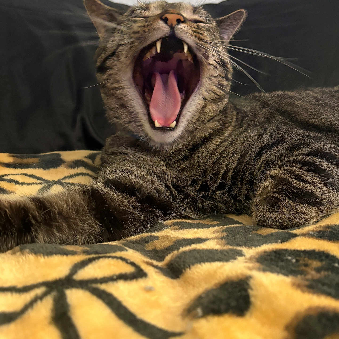 Niño is registered to the contest to win money with this photo: animal, blanket, cat, closeup, cozy, cute, feline, fur, indoor, pattern, pet, relaxed, resting, sleepy, striped, tabby, teeth, tongue, whiskers, yawning