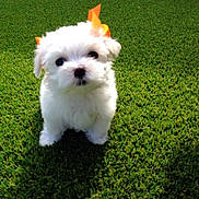 Lily May Flinn is registered to the contest to win money with this photo: