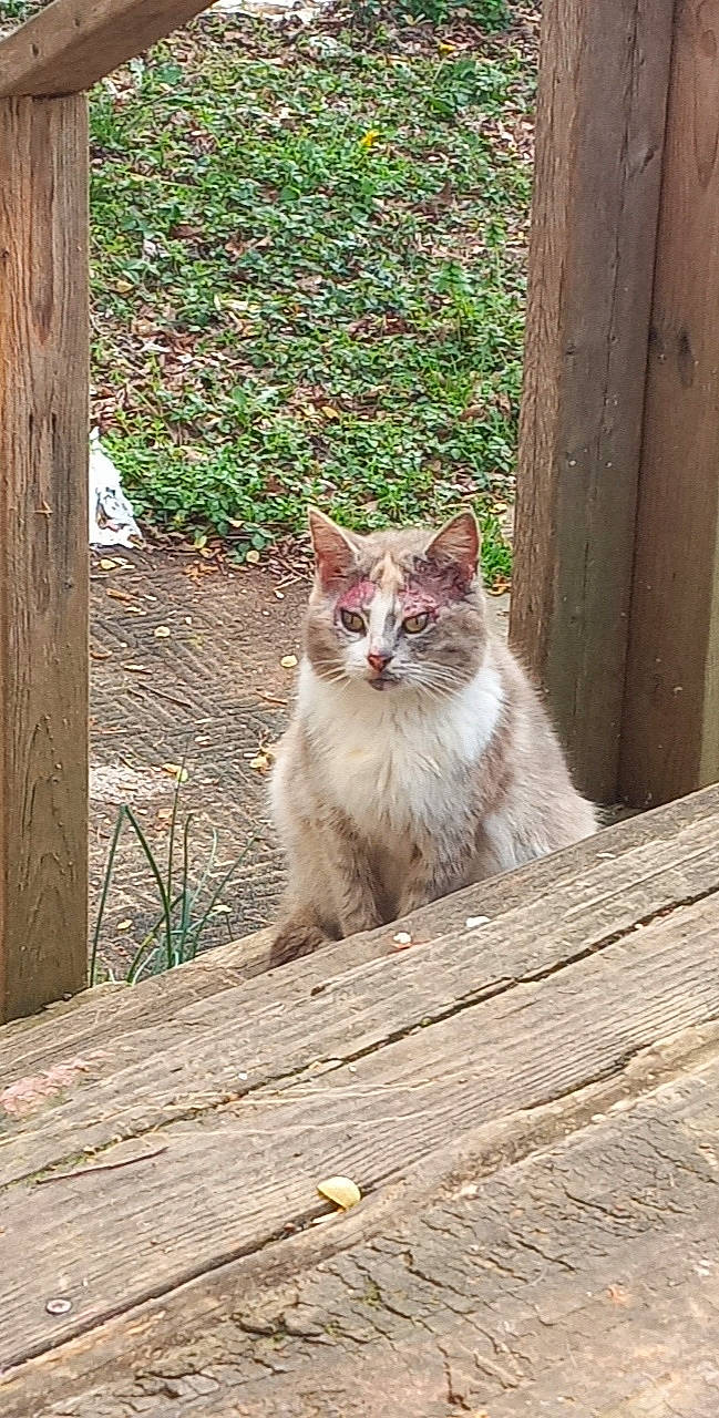 Legend is registered to the contest to win money with this photo: carnivore, cat, domestic_short_haired_cat, door, fawn, felidae, flooring, fur, grass, hardwood, plant, road_surface, small_to_medium_sized_cats, snout, tail, terrestrial_animal, tree, whiskers, window, wood