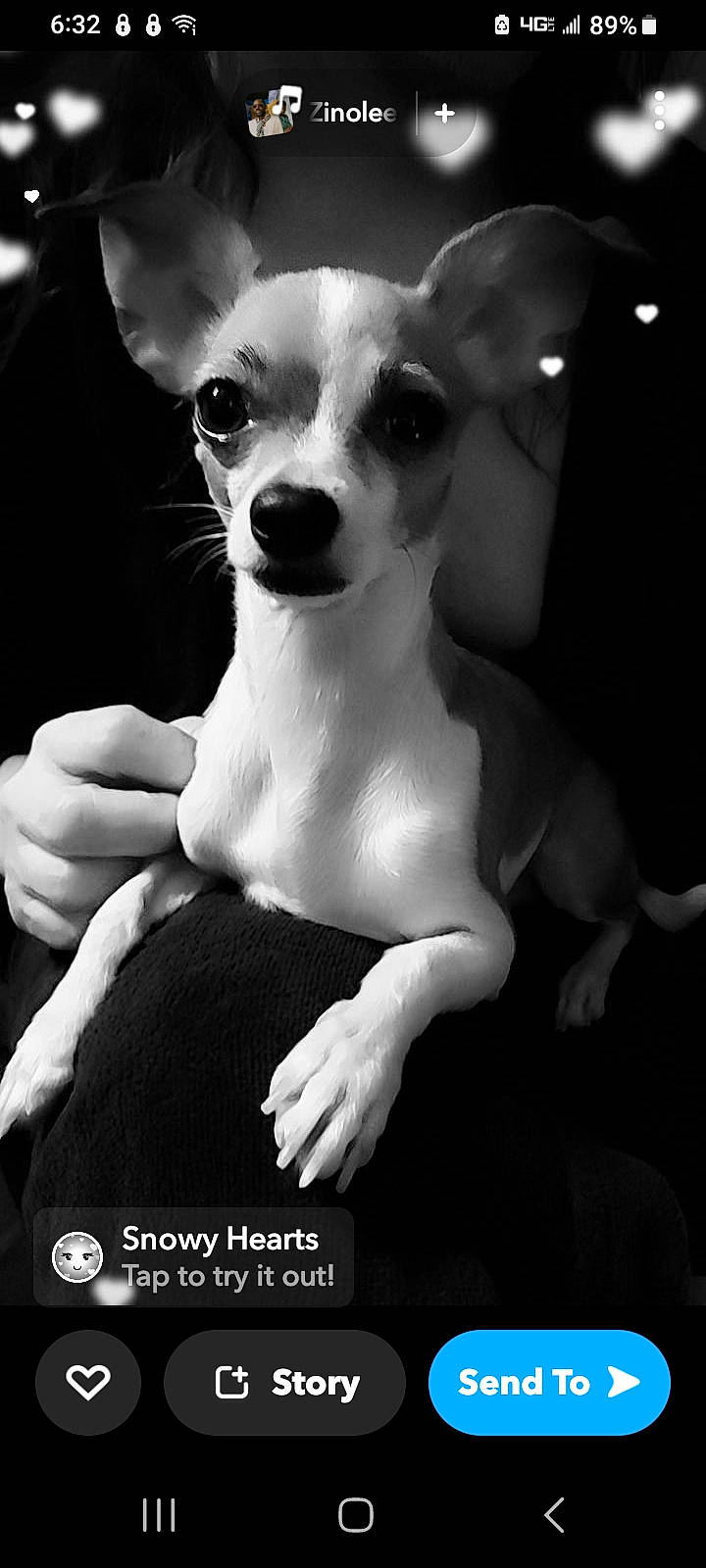 Abby is registered to the contest to win money with this photo: black, carnivore, chest, chihuahua, companion_dog, darkness, dog, dog_breed, ear, fawn, flash_photography, fur, gesture, monochrome, monochrome_photography, snout, style, toy_dog, trunk, whiskers