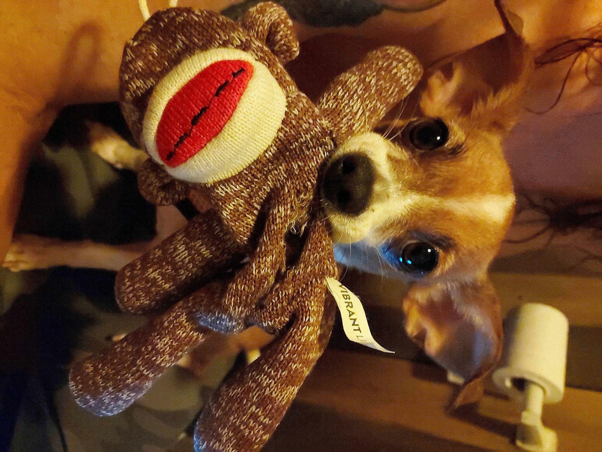 Abby joined the competition — help win amazing prizes! carnivore, christmas_ornament, companion_dog, dog, dog_breed, doll, eye, eyewear, fawn, happy, head, plush, selfie, snout, stuffed_toy, sunglasses, toy, toy_dog, whiskers, working_animal