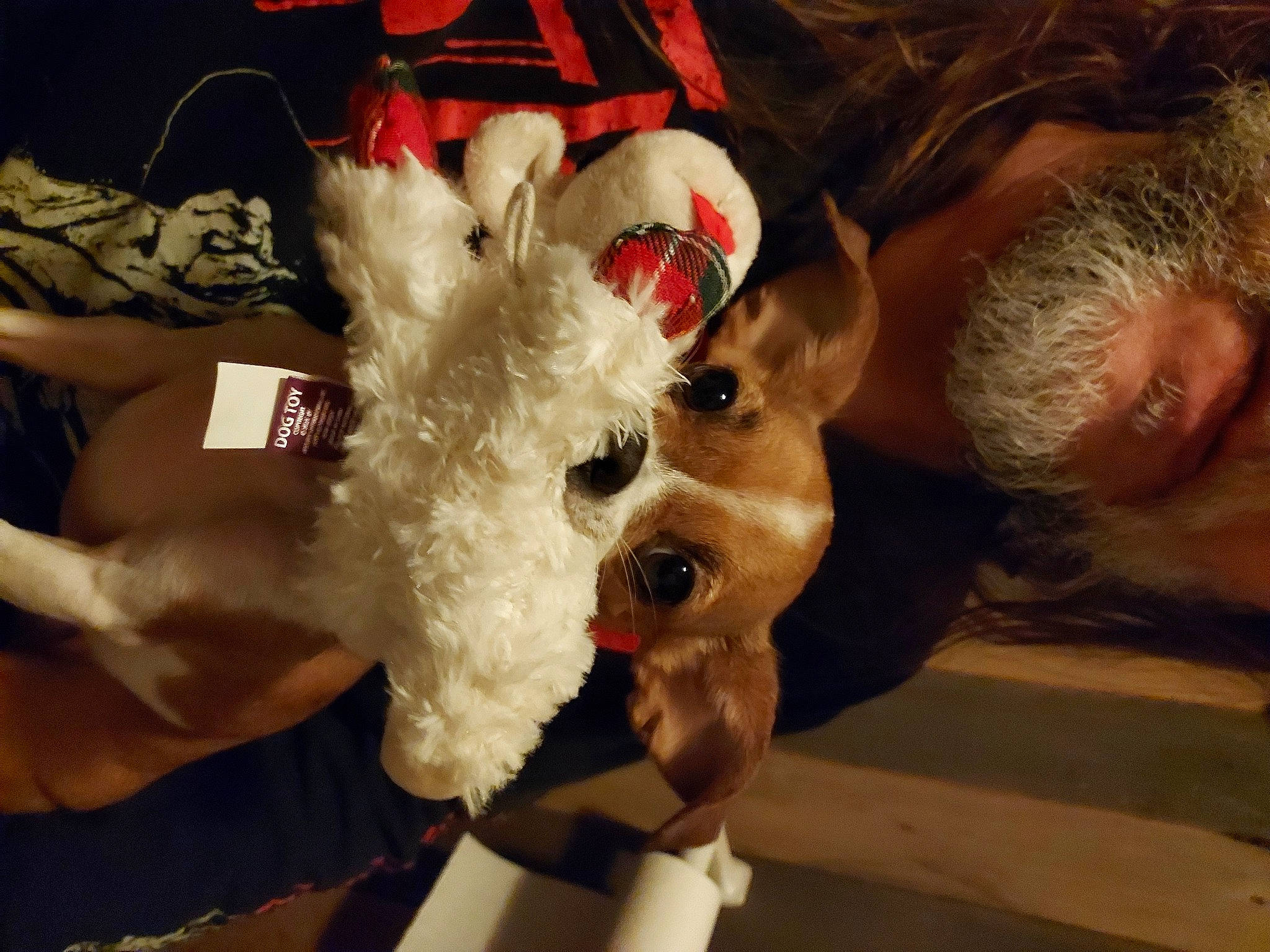 Abby joined the competition — help win amazing prizes! beard, canidae, carmine, christmas, companion_dog, costume, dog_breed, event, fictional_character, fun, fur, fur_clothing, gesture, glove, plush, selfie, sporting_group, stuffed_toy, sunglasses, toy