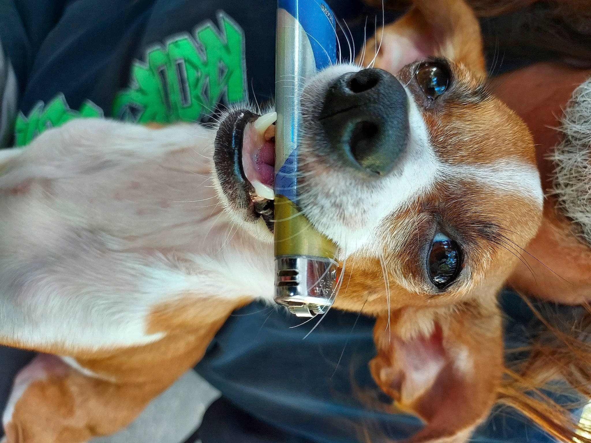 Abby is registered to the contest to win money with this photo: canidae, carnivore, collar, companion_dog, dog, dog_breed, dog_collar, dog_supply, ear, eyewear, fawn, fur, pet_supply, selfie, snout, sporting_group, sunglasses, vision_care, whiskers, working_animal