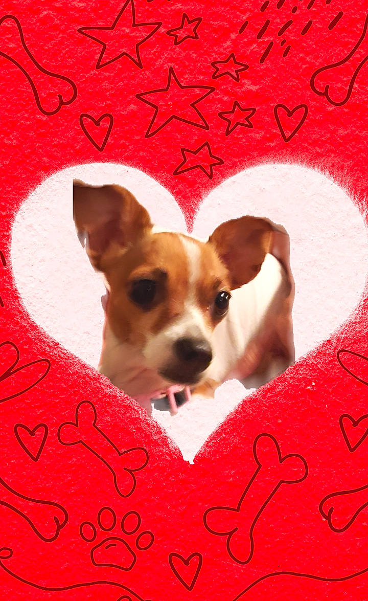 Abby is registered to the contest to win money with this photo: ancient_dog_breeds, art, canidae, carnivore, chihuahua, companion_dog, dog, dog_breed, fawn, font, illustration, linens, paw, photo_caption, snout, sporting_group, terrier, toy_dog, whiskers, working_animal