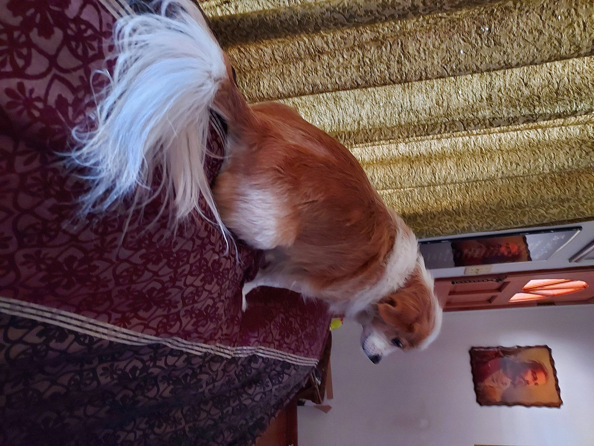 Peachy is registered to the contest to win money with this photo: canidae, carnivore, companion_dog, dog, dog_breed, dog_supply, fawn, flooring, fur, hardwood, liver, mammal, pet_supply, snout, spaniel, sporting_group, tail, toy_dog, wood