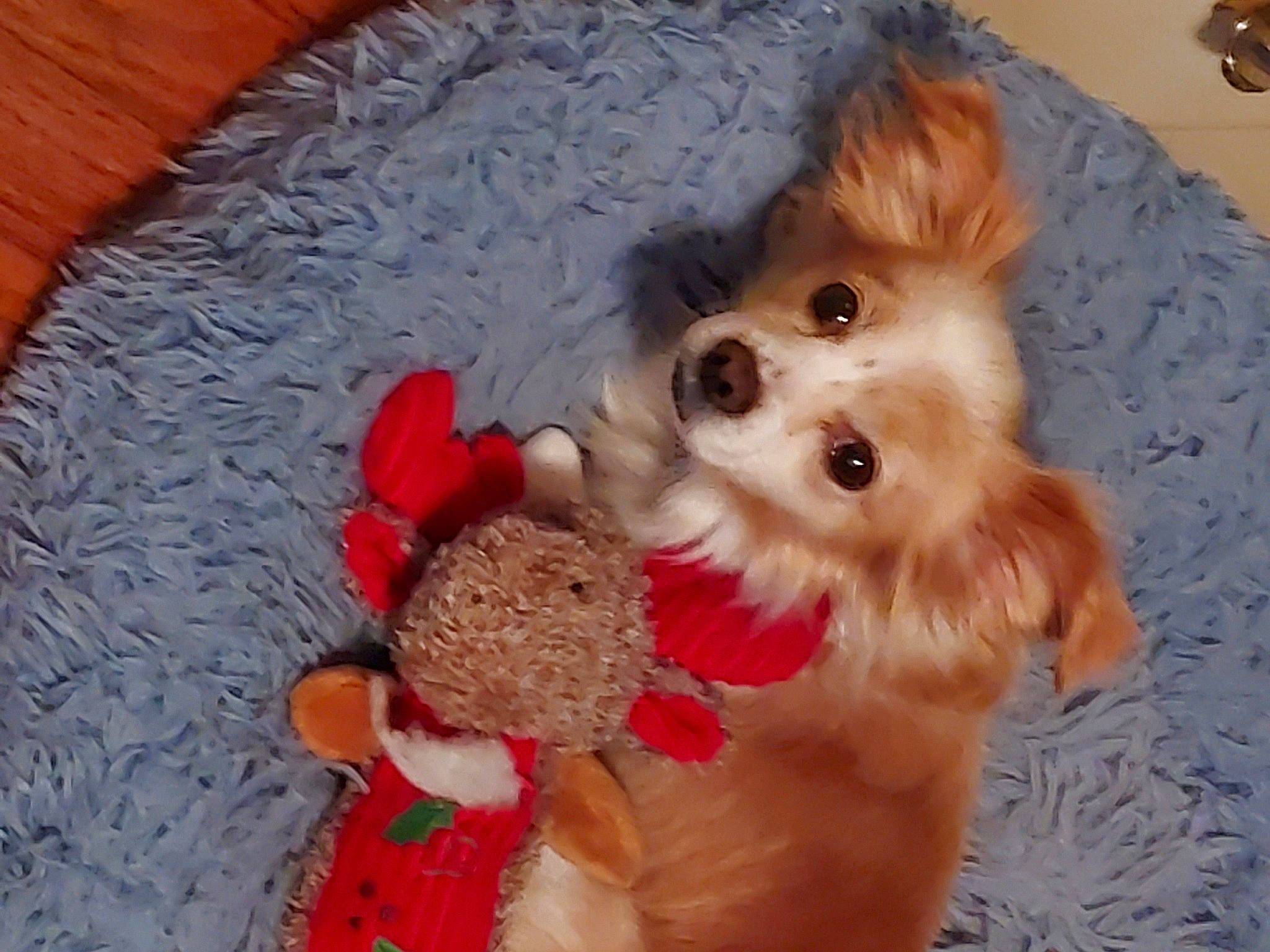 Peachy joined the competition — help win amazing prizes! canidae, carnivore, companion_dog, dog, dog_breed, dog_clothes, dog_supply, fawn, fur, german_spitz, liver, maltepoo, pet_supply, puppy, snout, sporting_group, toy, toy_dog, working_animal, yorkipoo