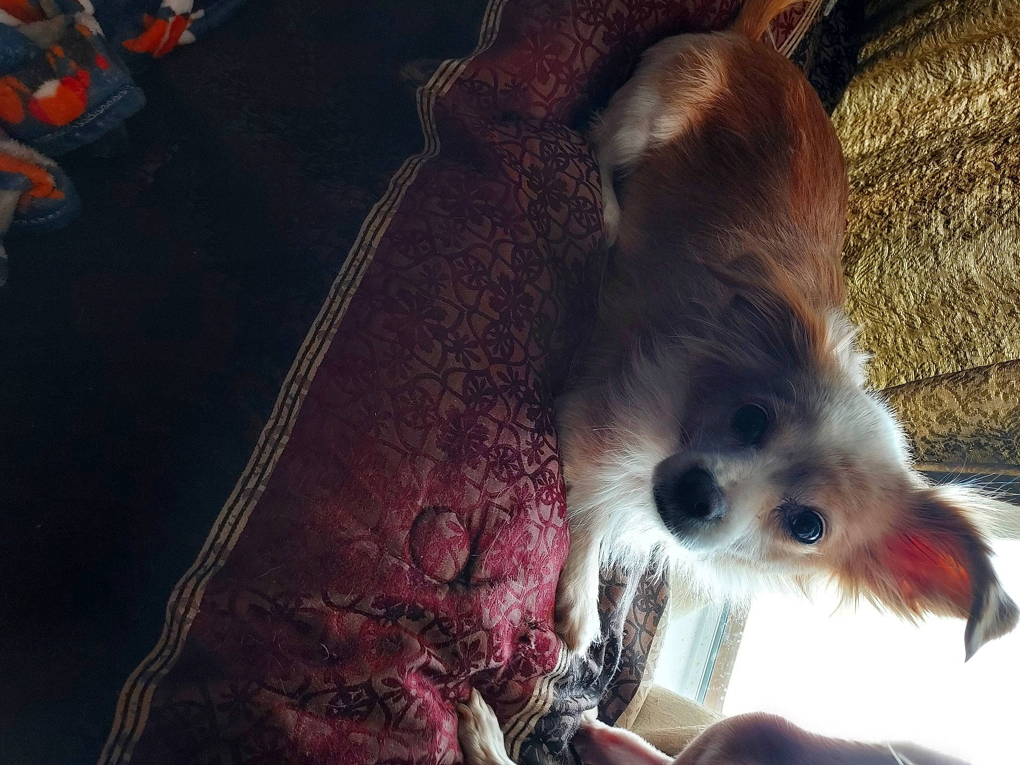 Peachy is registered to the contest to win money with this photo: canidae, carnivore, companion_dog, corgi_chihuahua, dog_breed, fawn, feather, felidae, fur, liver, non_sporting_group, paw, red_panda, small_to_medium_sized_cats, snout, spitz, sporting_group, tail, toy_dog, whiskers