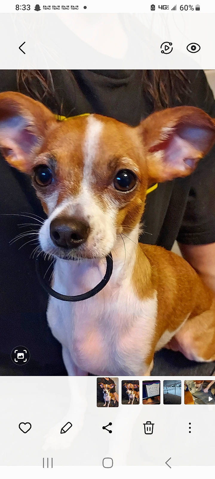 Abby is registered to the contest to win money with this photo: ancient_dog_breeds, art, canidae, carnivore, collar, companion_dog, dog, dog_breed, dog_sports, fawn, fur, photo_caption, picture_frame, rectangle, snout, sporting_group, terrier, toy_dog, whiskers, working_animal