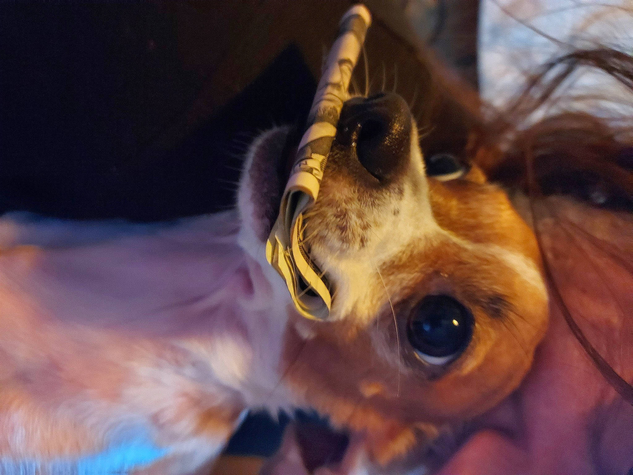 Abby is registered to the contest to win money with this photo: canidae, carnivore, close_up, companion_dog, dog, dog_breed, ear, eyelash, eyewear, fawn, fur, happy, snout, sporting_group, sunglasses, toy_dog, whiskers, wildlife, wood, working_animal