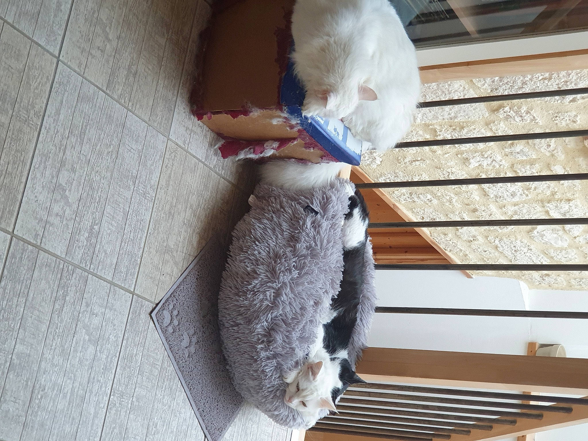 Mécano participe au concours pour gagner de l'argent avec cette photo : child, denim, flooring, fur, human_leg, pattern, room, stairs, stuffed_toy, tail, thread, wood, wool, woolen