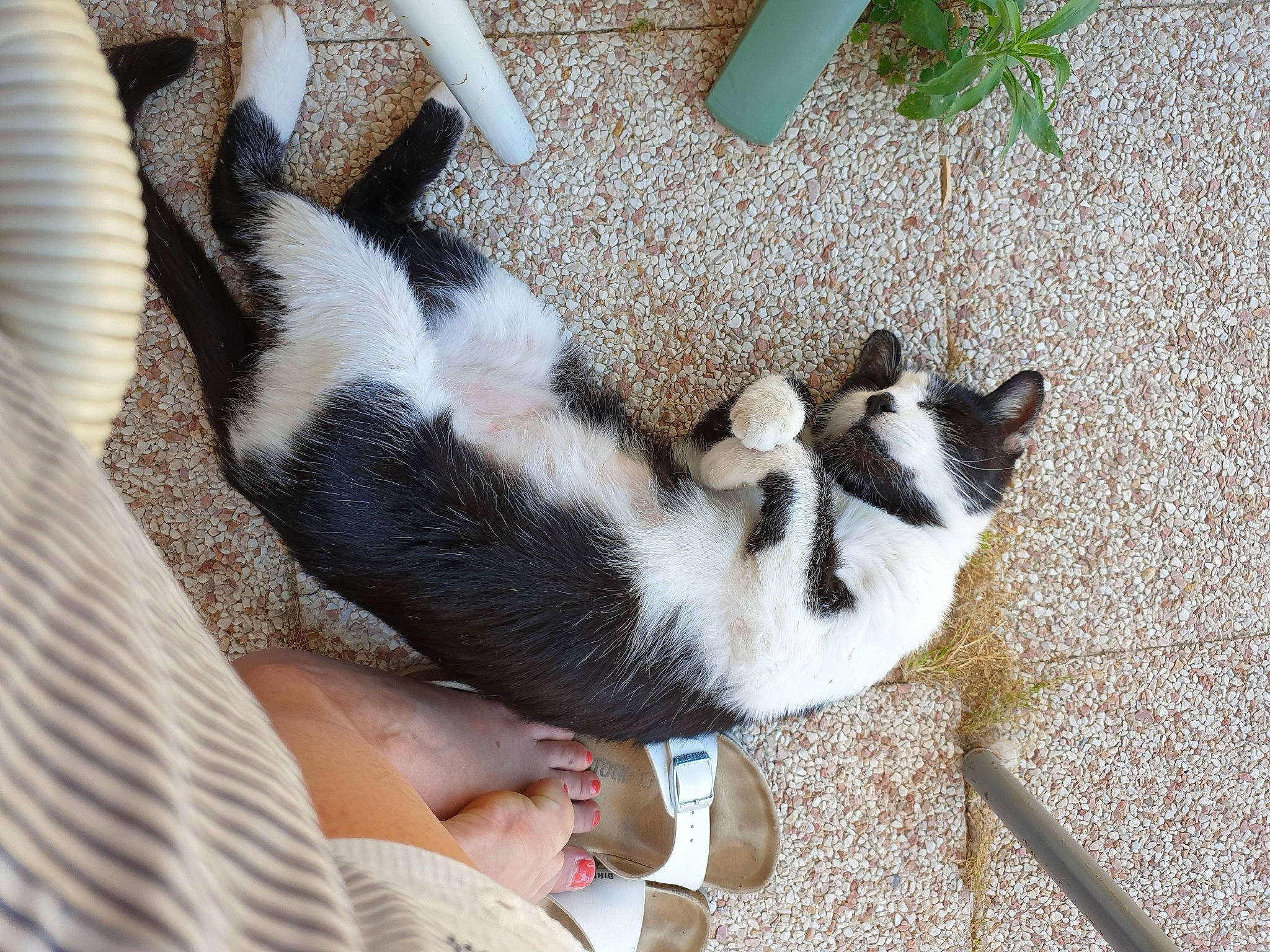 Miaouss a rejoint le concours — aidez-le/la à gagner de superbes lots ! canidae, carnivore, cat, claw, comfort, companion_dog, dog_breed, domestic_short_haired_cat, felidae, foot, fur, grass, human_leg, paw, sitting, small_to_medium_sized_cats, tail, terrestrial_animal, whiskers