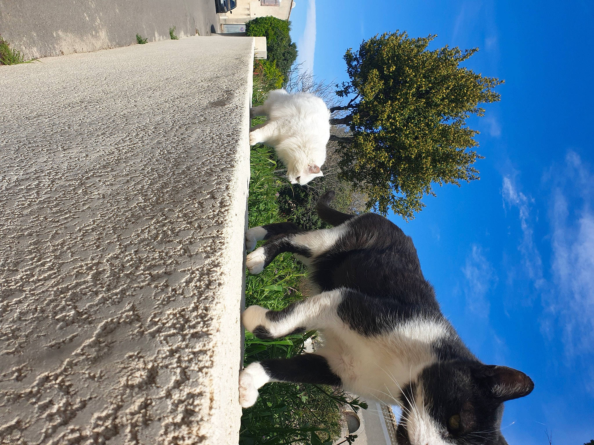 Miaouss participe au concours pour gagner de l'argent avec cette photo : asphalt, carnivore, cloud, companion_dog, dog, dog_breed, felidae, grass, herding_dog, landscape, plant, road_surface, rock, sky, slope, small_to_medium_sized_cats, soil, sporting_group, tail, tree