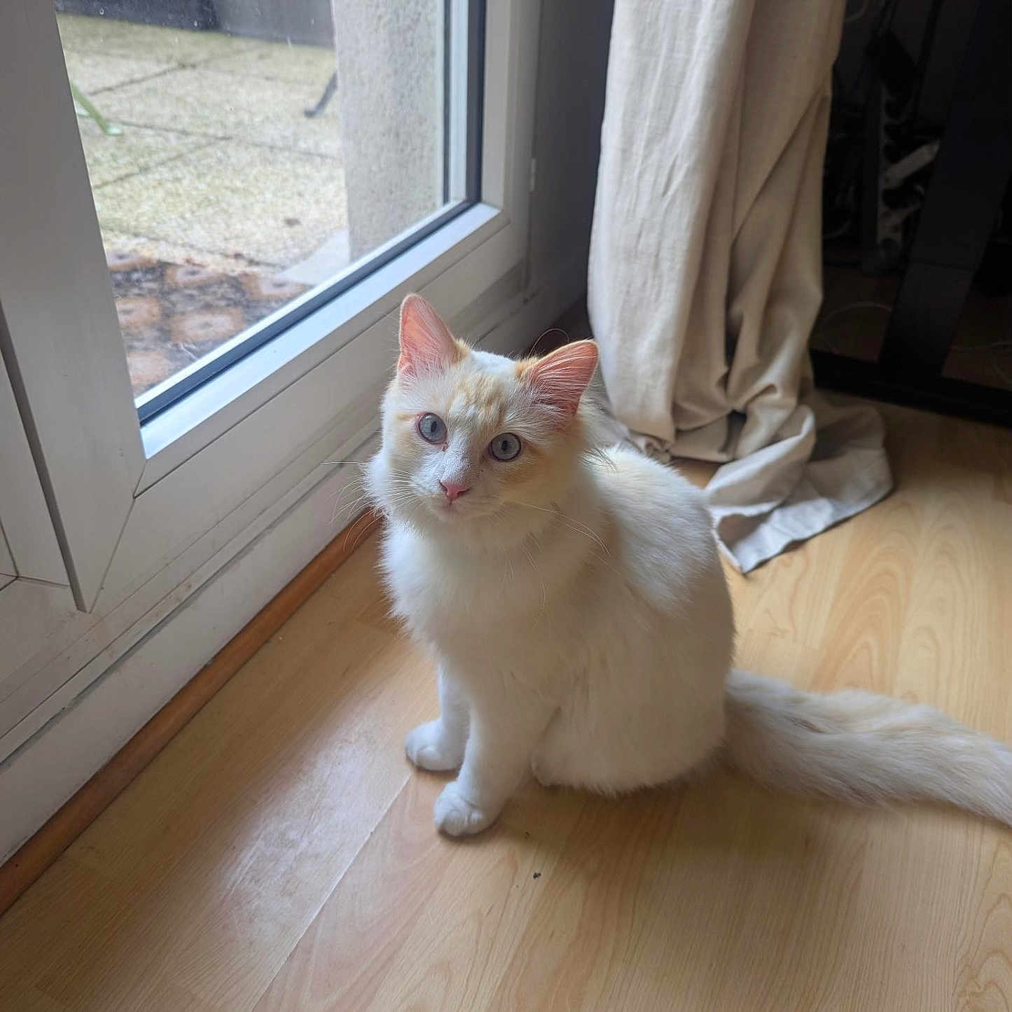 Albert
