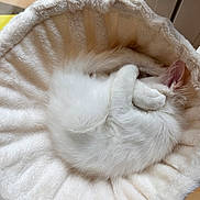 Albert a rejoint le concours — aidez-le/la à gagner de superbes lots ! kitten, cat, white_cat, sleeping, curled_up, fluffy, pet_bed, cozy, indoor, furry, animal, cute, resting, paw, soft_texture, domestic_cat, relaxation, fur, nap, window