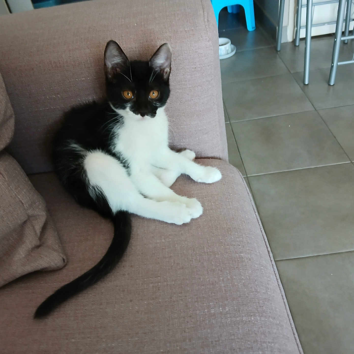 Choupette a rejoint le concours — aidez-le/la à gagner de superbes lots ! abyssinian, animal, architecture, building, cat, chair, couch, cup, cushion, furniture, hardwood, homedecor, indoors, kitten, livingroom, manx, pet, plate, room, wood