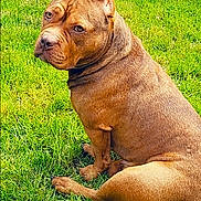 Raya participe au concours pour gagner de l'argent avec cette photo : dog, brown_dog, grass, outdoor, pet, animal, sitting, lawn, canine, backyard, furniture, patio, greenery, looking_back, ears_up, daylight, companion, cute, nature, relaxed