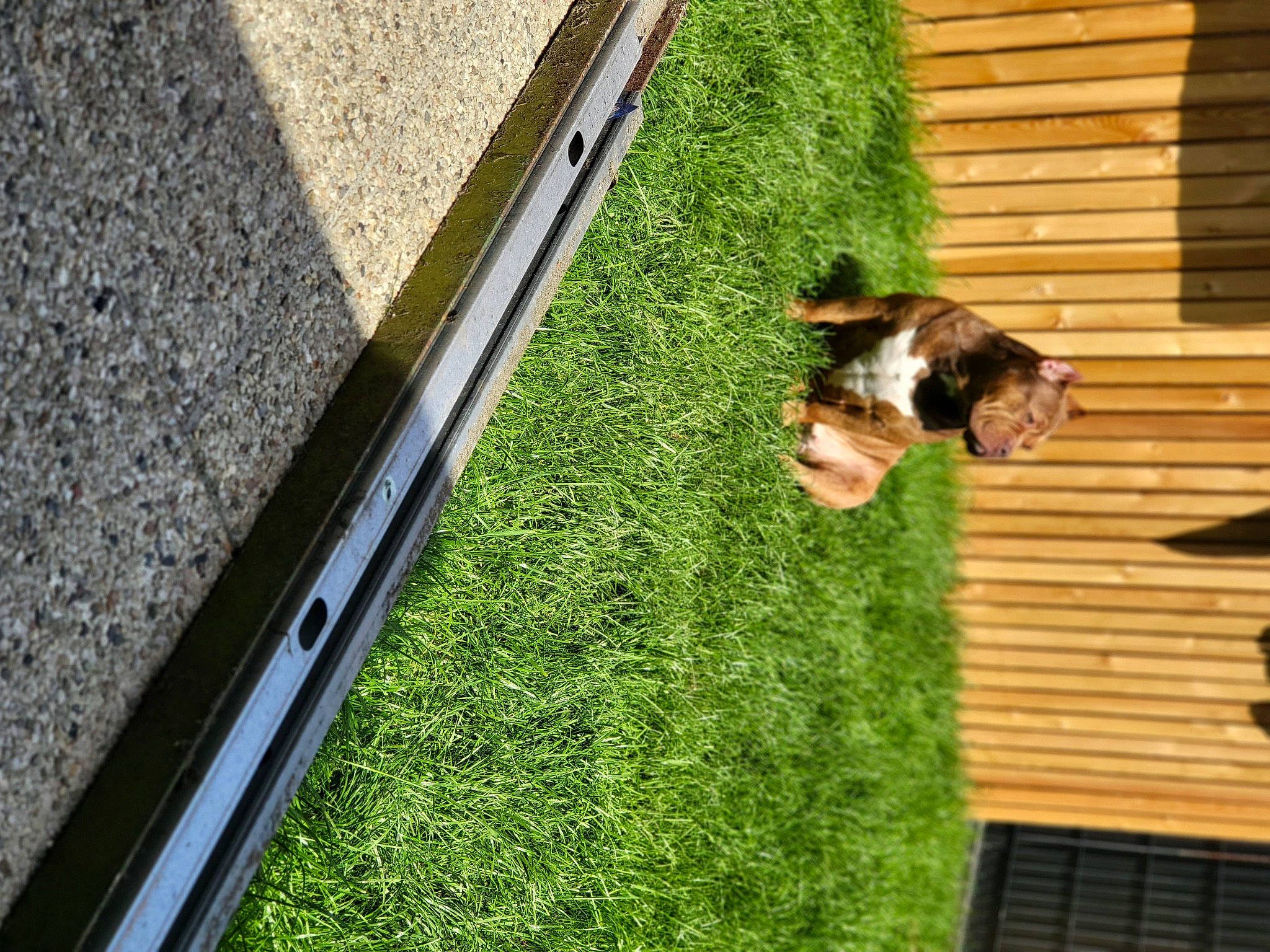 Raya participe au concours pour gagner de l'argent avec cette photo : asphalt, automotive_exterior, carnivore, companion_dog, dog, dog_breed, fawn, flooring, grass, hardwood, house, landscape, lawn, leisure, plant, road_surface, roof, tail, wood, wood_stain